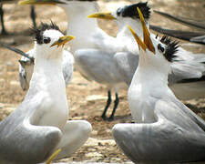 Cabot's Tern (eurygnathus)