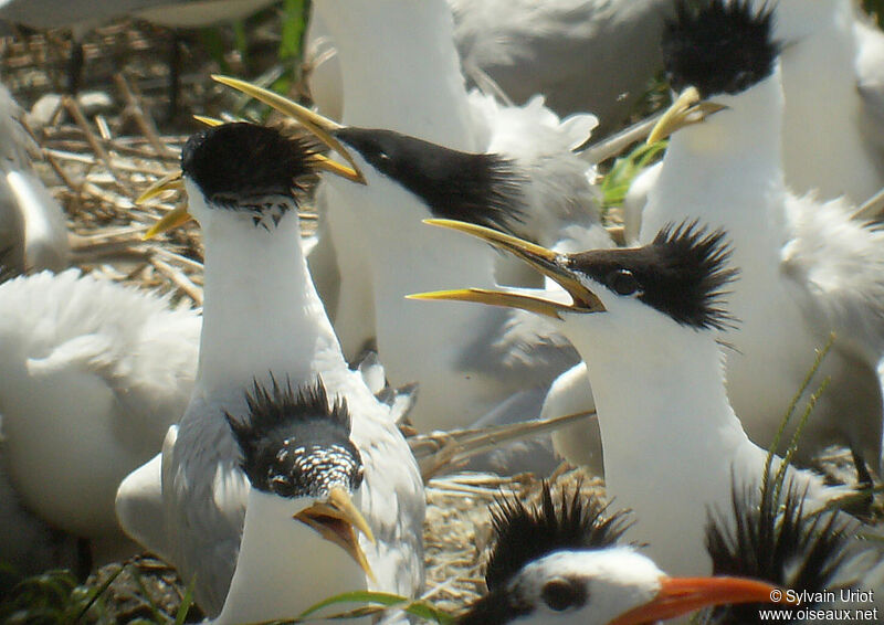 Cabot's Tern (eurygnathus)adult breeding, Reproduction-nesting