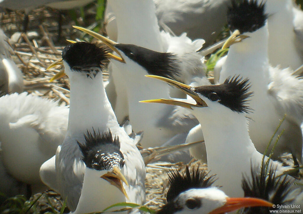 Cabot's Tern (eurygnathus)adult breeding, Reproduction-nesting