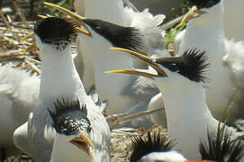 Cabot's Tern (eurygnathus)