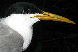 Cabot's Tern (eurygnathus)