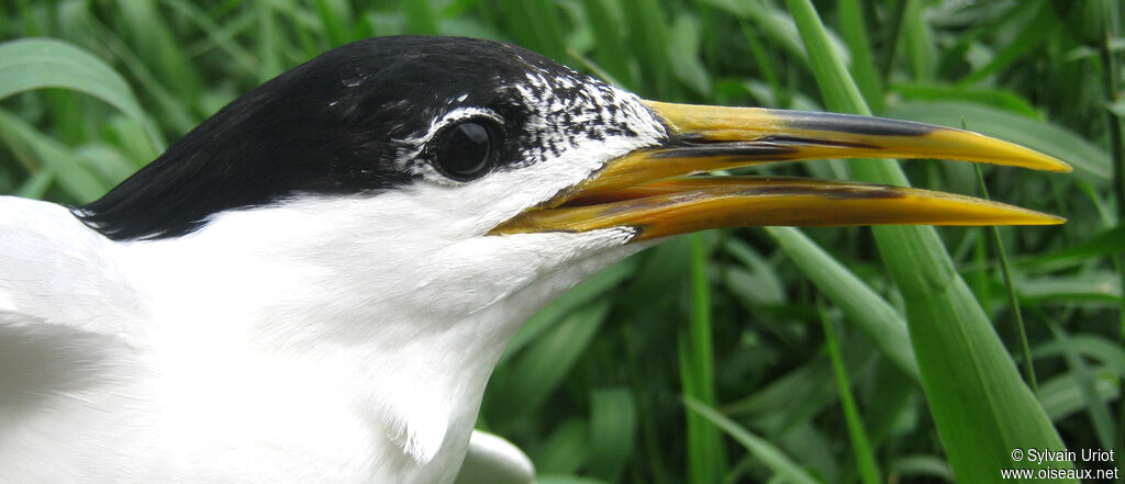 Cabot's Tern (eurygnathus)adult breeding