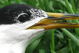 Cabot's Tern (eurygnathus)