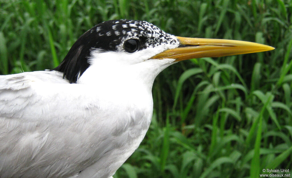 Cabot's Tern (eurygnathus)