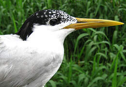 Cabot's Tern (eurygnathus)