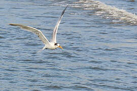 Elegant Tern