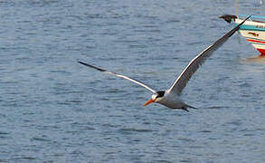 Elegant Tern