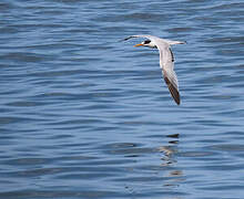 Elegant Tern