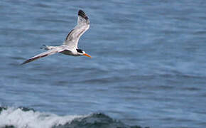 Elegant Tern