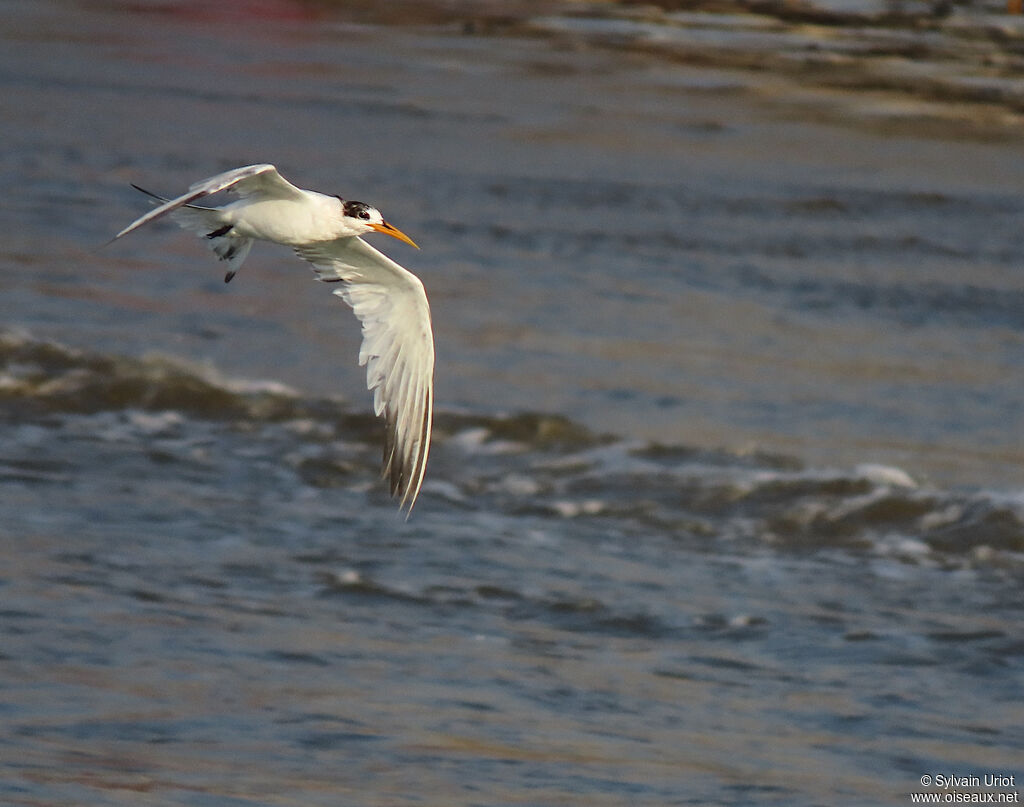 Elegant Ternimmature