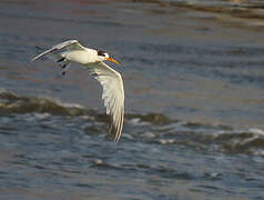 Elegant Tern