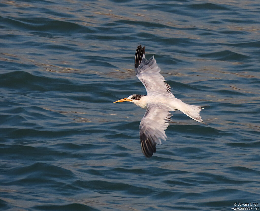 Elegant Ternimmature