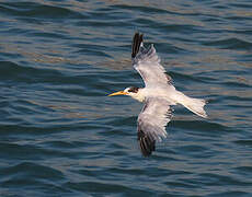 Elegant Tern