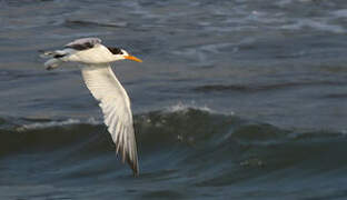 Elegant Tern