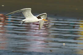 Elegant Tern