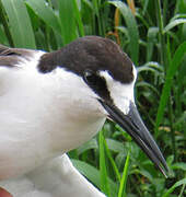 Sooty Tern