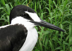 Sooty Tern