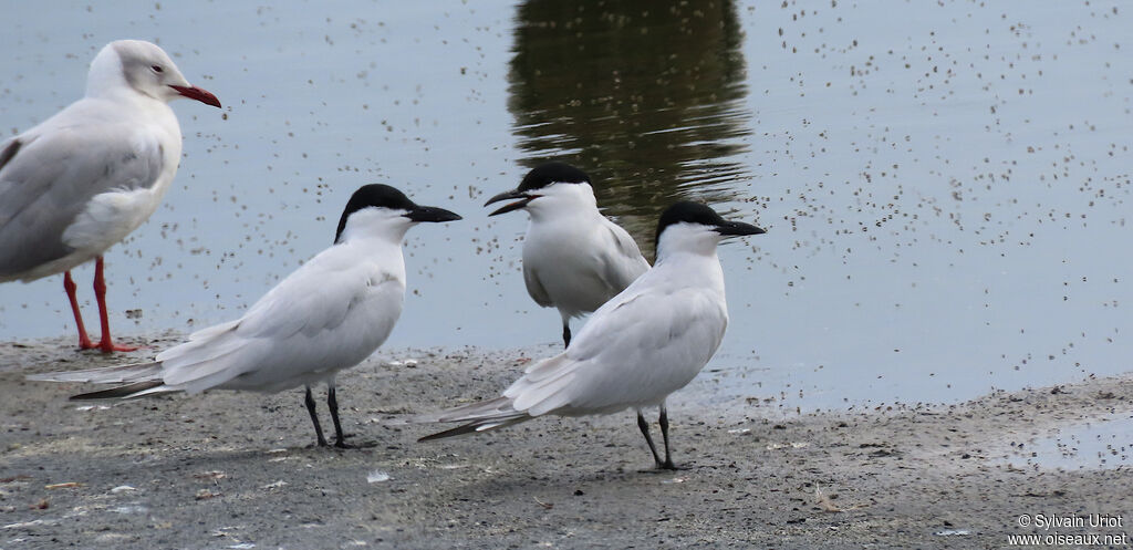 Gull-billed Ternadult breeding