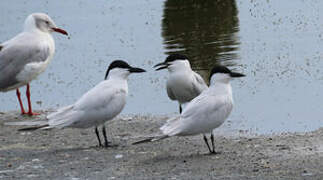 Gull-billed Tern