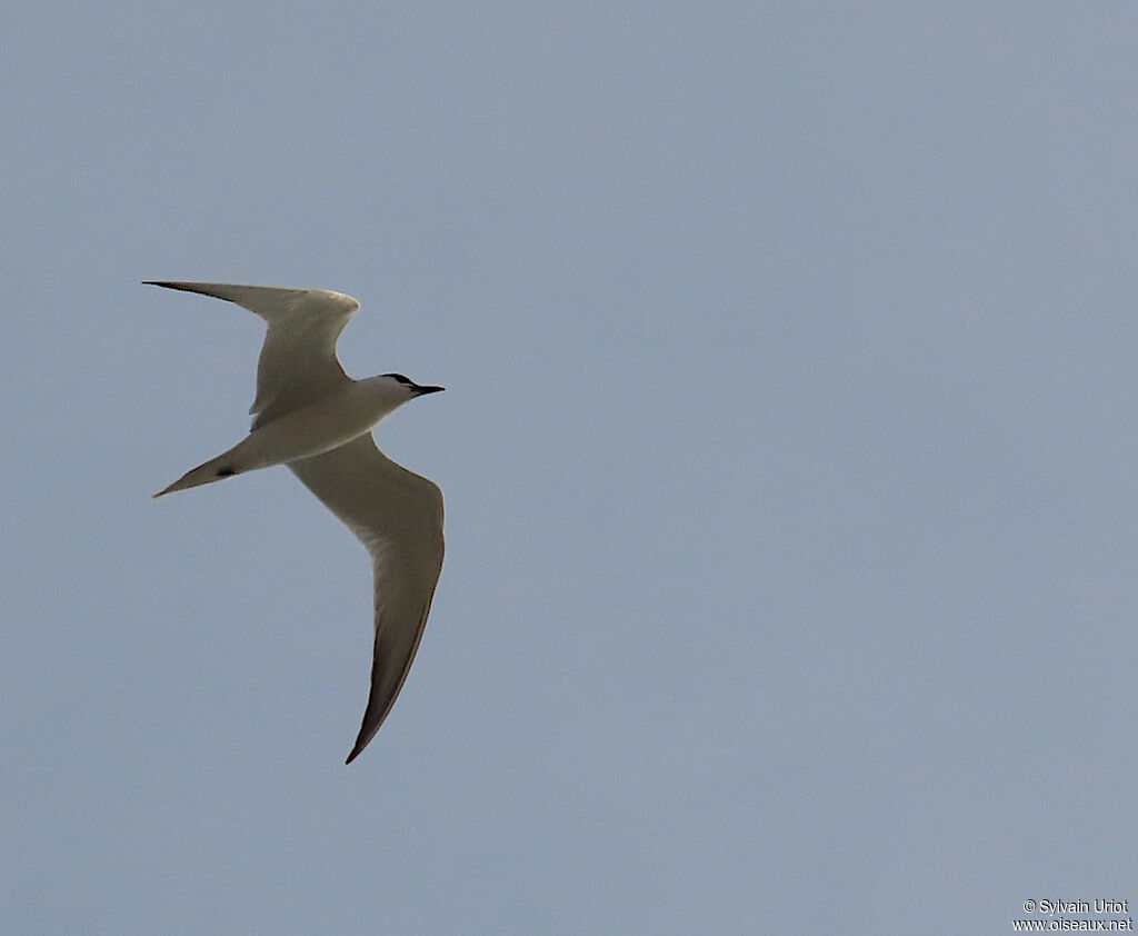 Gull-billed Ternadult breeding