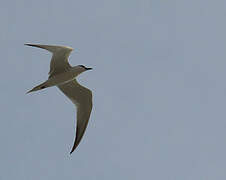 Gull-billed Tern