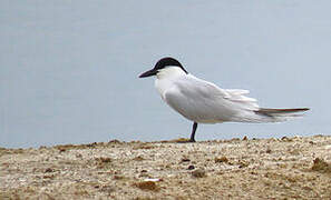 Gull-billed Tern