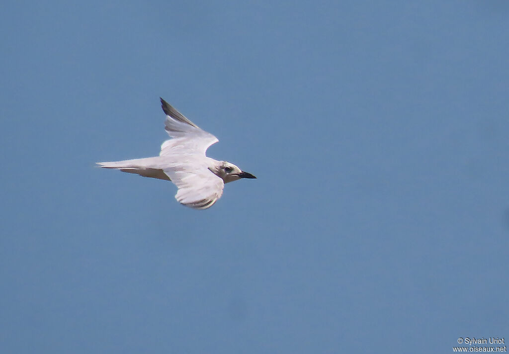 Gull-billed Ternadult post breeding