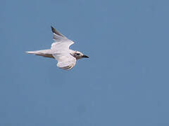 Gull-billed Tern