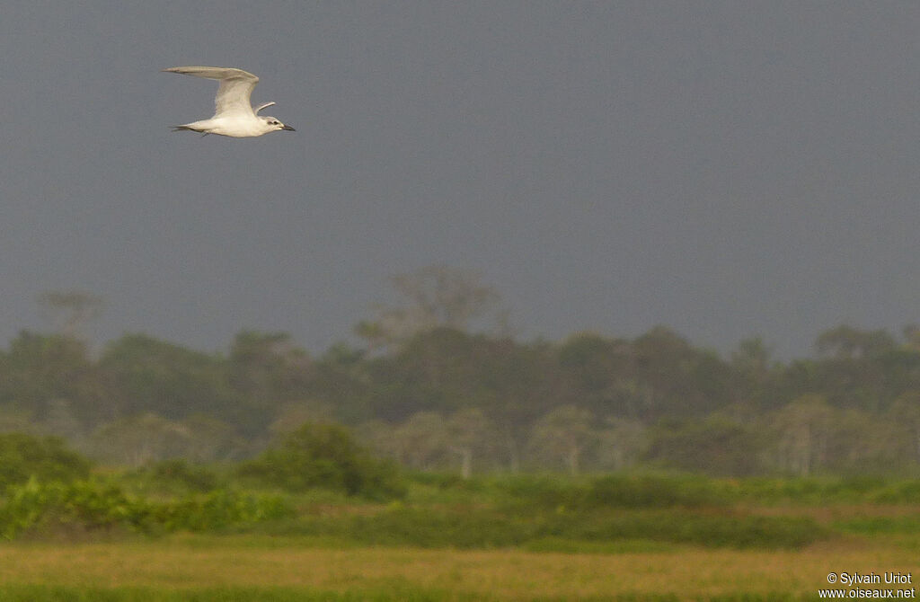 Gull-billed Ternadult post breeding