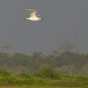 Gull-billed Tern