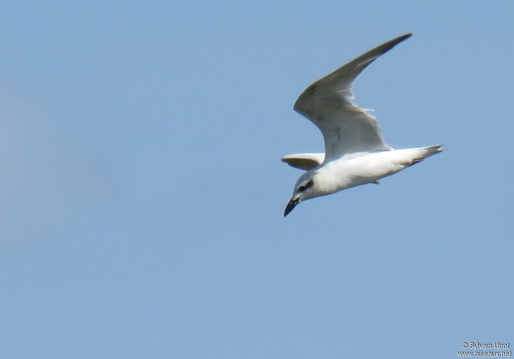 Gull-billed Ternadult