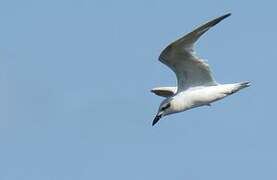 Gull-billed Tern