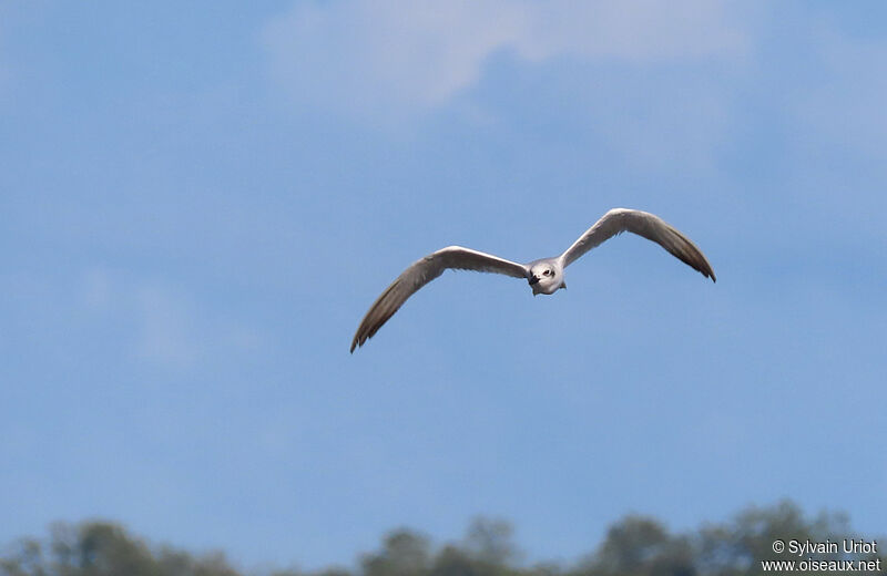 Gull-billed Ternadult post breeding