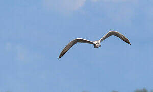 Gull-billed Tern