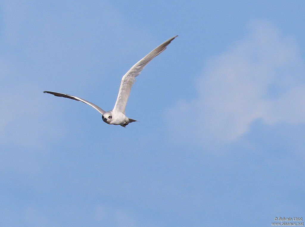 Gull-billed Ternadult post breeding