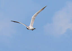 Gull-billed Tern