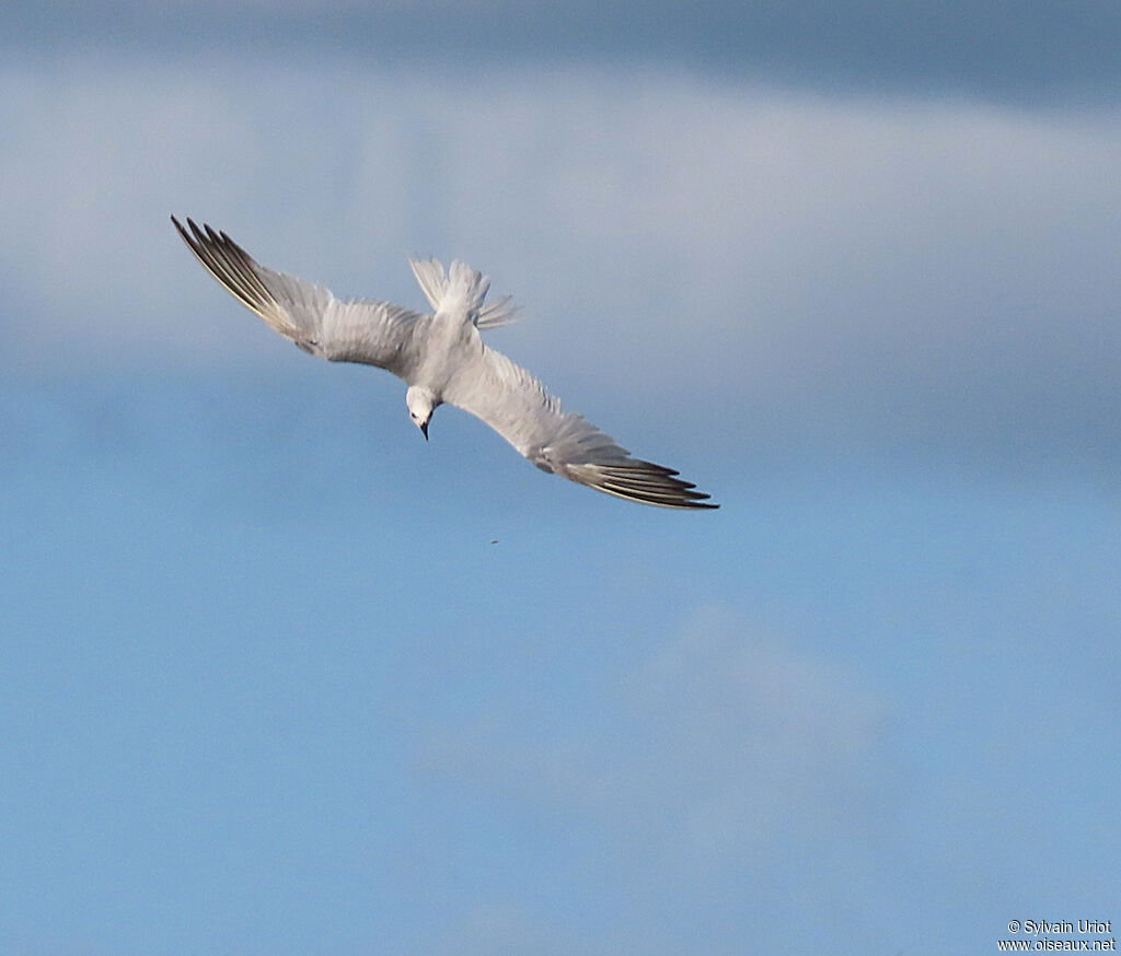 Gull-billed Ternadult post breeding