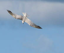 Gull-billed Tern