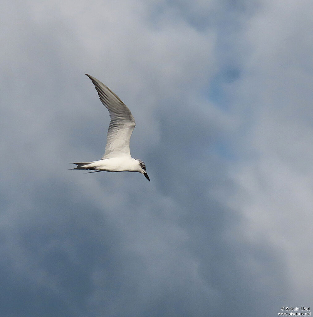 Gull-billed Ternadult post breeding