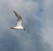 Gull-billed Tern