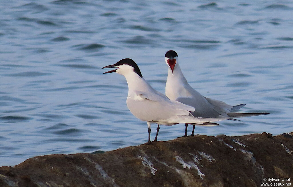 Gull-billed Ternadult breeding