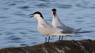 Gull-billed Tern