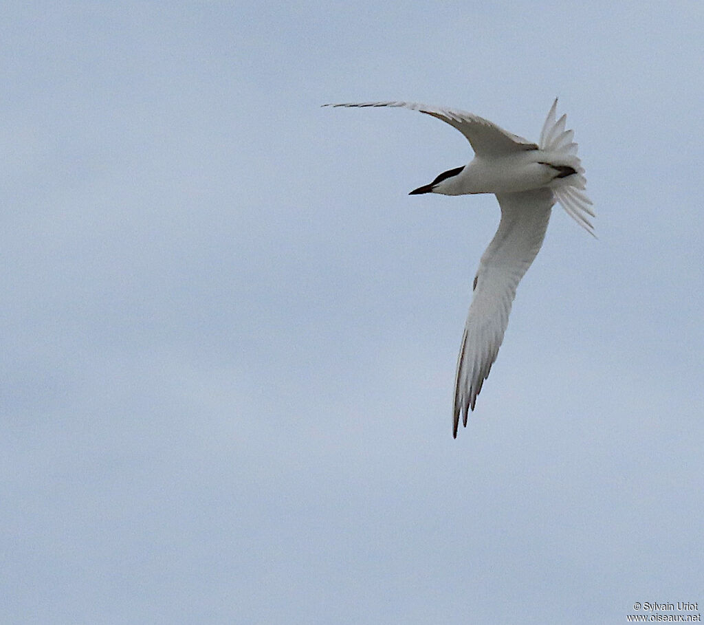 Gull-billed Ternadult breeding