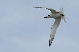 Gull-billed Tern