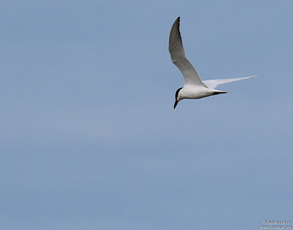 Gull-billed Ternadult breeding