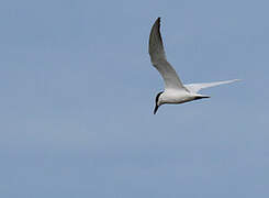 Gull-billed Tern