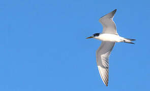 Greater Crested Tern