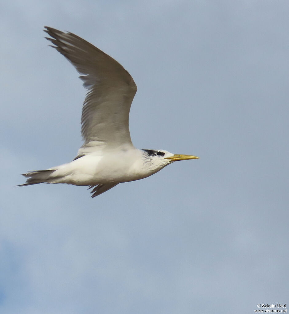 Greater Crested Ternadult post breeding