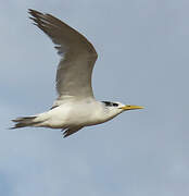 Greater Crested Tern