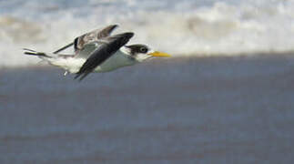 Greater Crested Tern